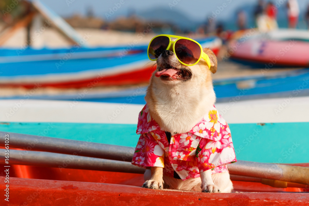 Chihuahua with sunglasses new arrivals