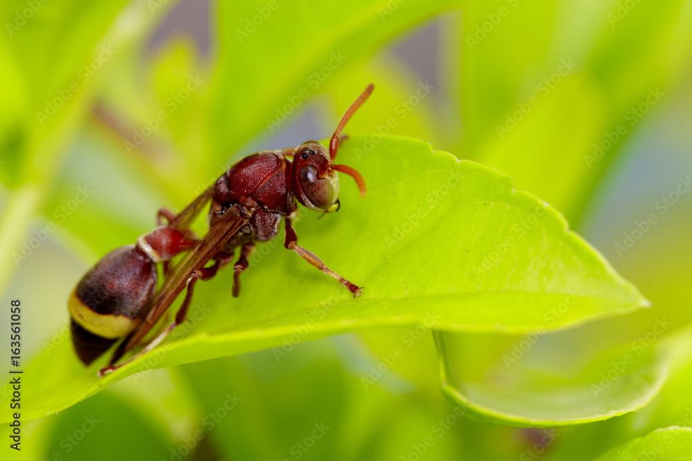 Image of Common Paper Wasp / Ropalidia fasciata on green leaves. Insect Animal Image of Common Paper Wasp / Ropalidia fasciata on green leaves. Insect Animal
