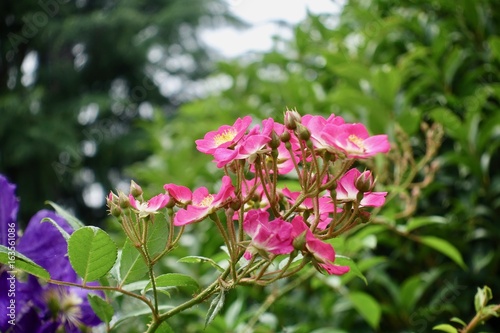 Wallpaper Mural 初夏のガーデン Torontodigital.ca