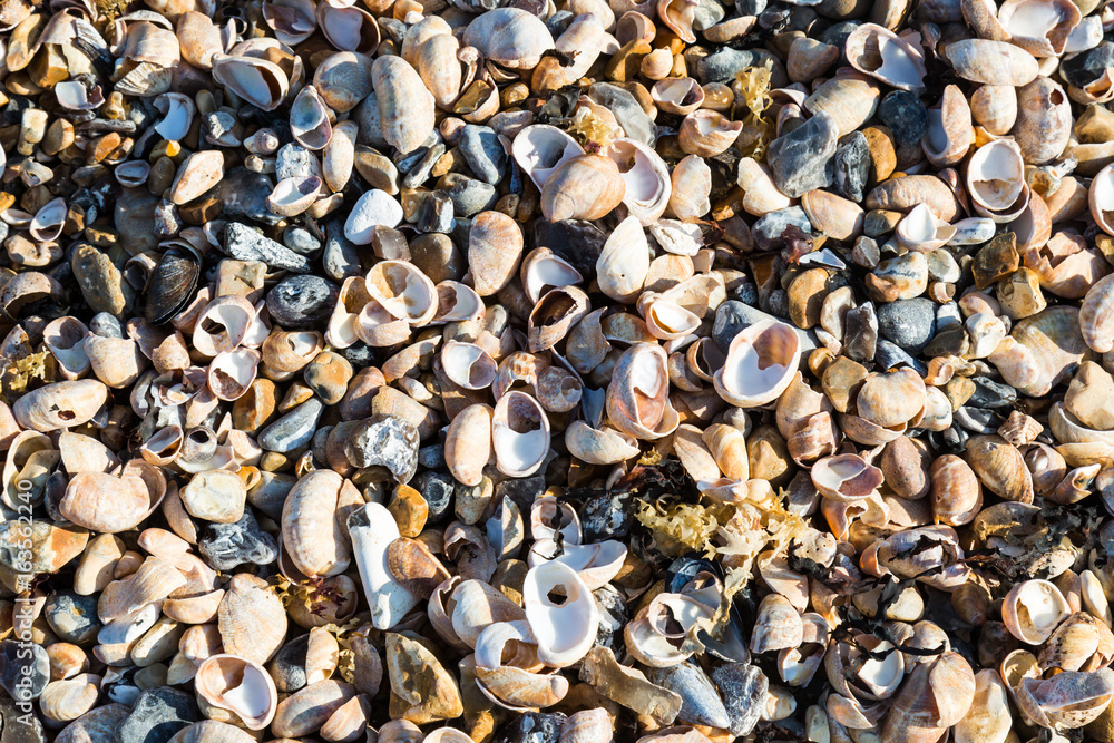 Shells on a Beach Shells on a Beach
