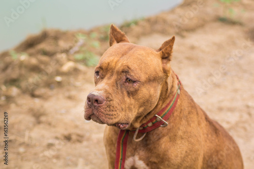 Dog Brown American Pit Bull Terrier