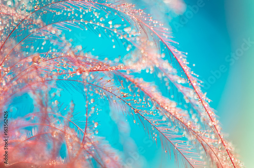 Red feather bird on a blue background with drops of water. Abstract and artistic image. Selective focus