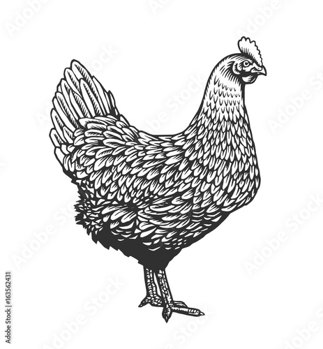 Chicken or hen drawn in vintage engraving or etching style. Farm poultry bird isolated on white background. Vector illustration in monochrome colors for poster, restaurant menu, website, logo.