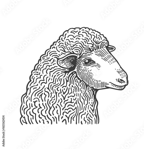 Head of sheep hand drawn in style of medieval engraving. Domestic farm animal isolated on white background. Vector illustration in monochrome colors for restaurant menu, butcher shop, website, logo.