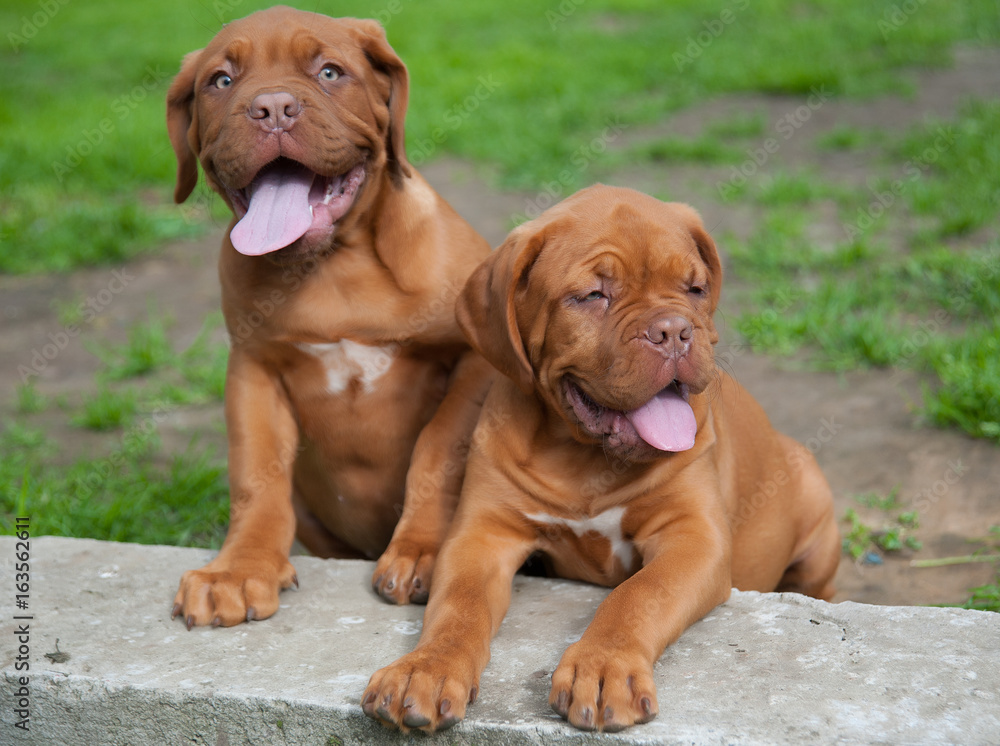 two puppies Dogue de Bordeaux