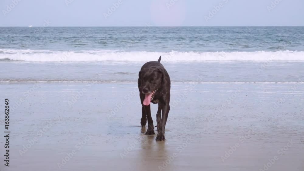 Old black retriever walking on the beach Old black retriever walking on the beach