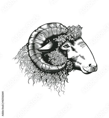 Head of ram hand drawn in antique etching style. Livestock animal isolated on white background. Vector illustration in monochrome colors for butchery logotype, farm products advertisement, banner.