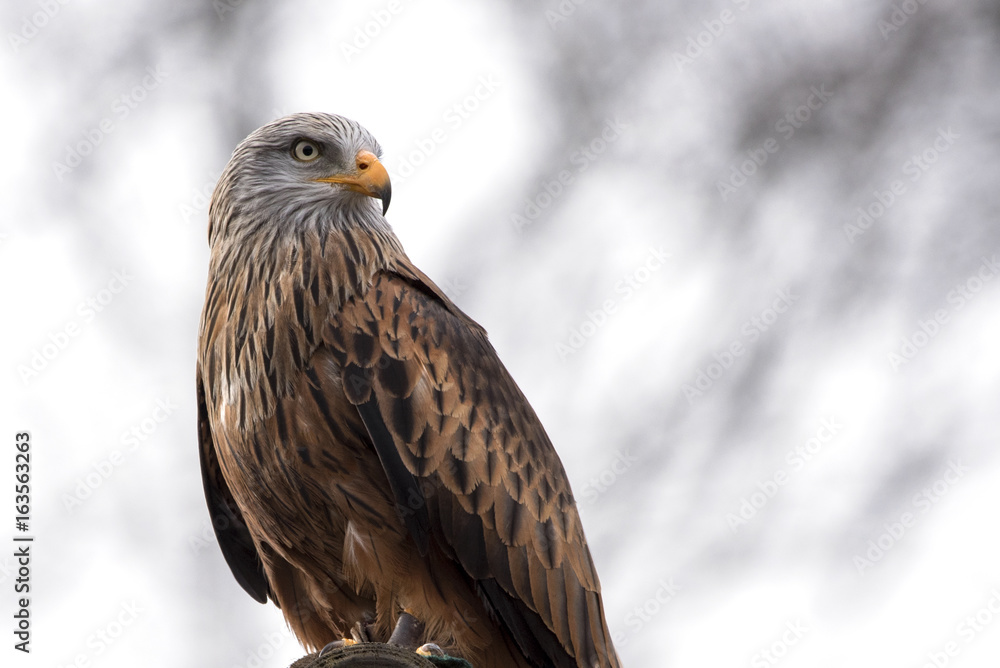 Obraz premium Greifvogel