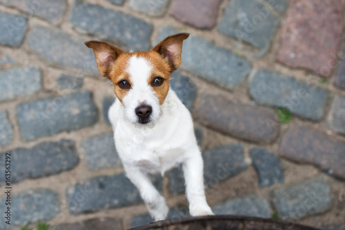 adorable jack russell terrier dog portrait