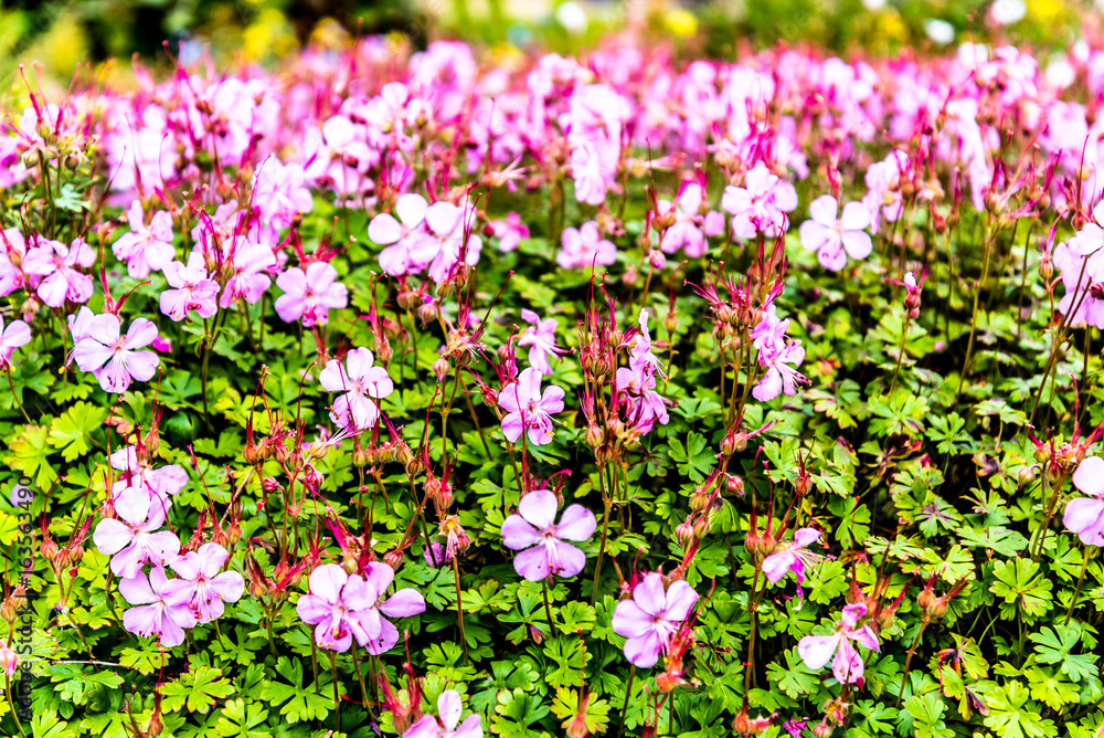 Obraz premium Royal Botanic Garden Edinburgh
