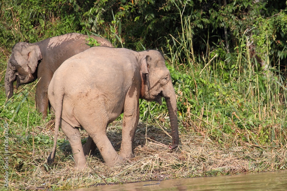 Obraz premium Borneo Pygmy Elephant (Elephas maximus borneensis) - ボルネオゾウ