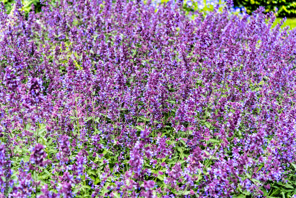 Obraz premium Royal Botanic Garden Edinburgh