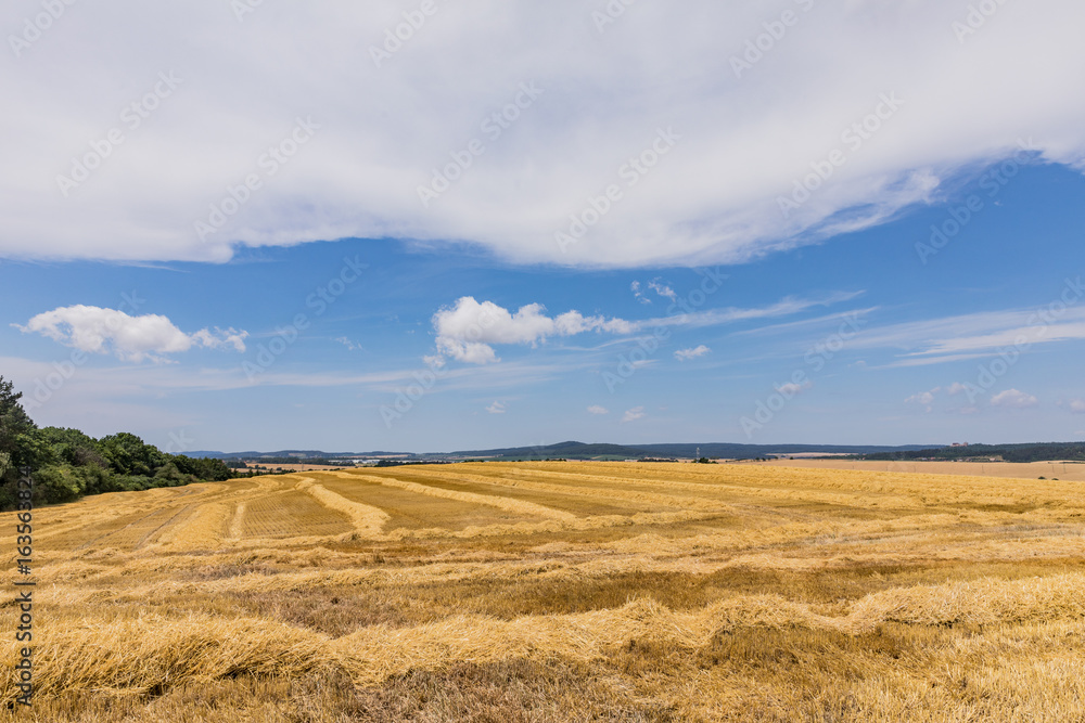 agricultural field where harvest of cereals