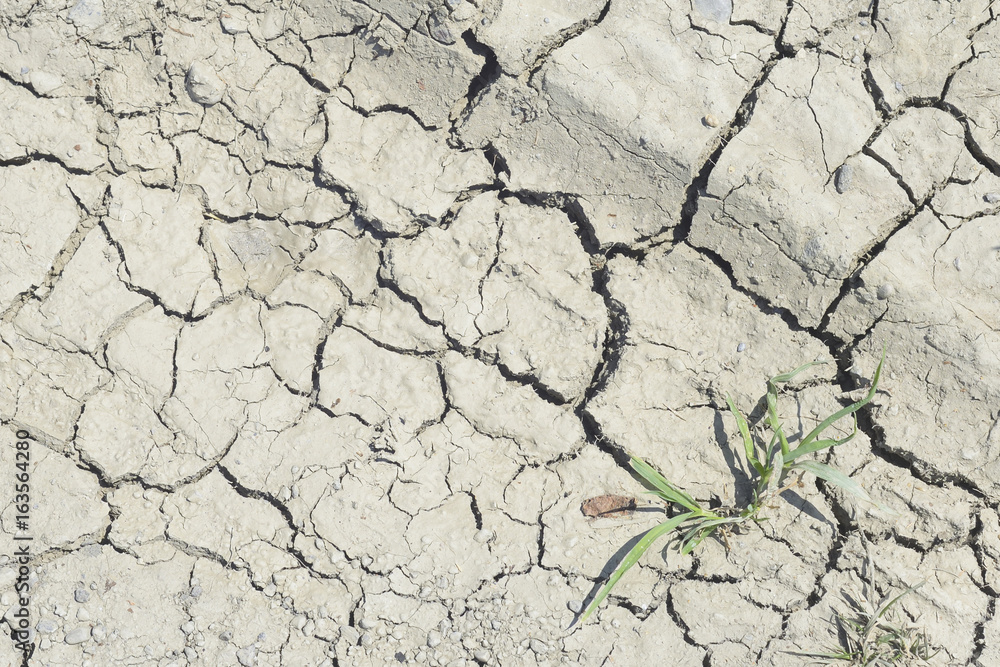 Fototapeta premium arid soil with grass plant