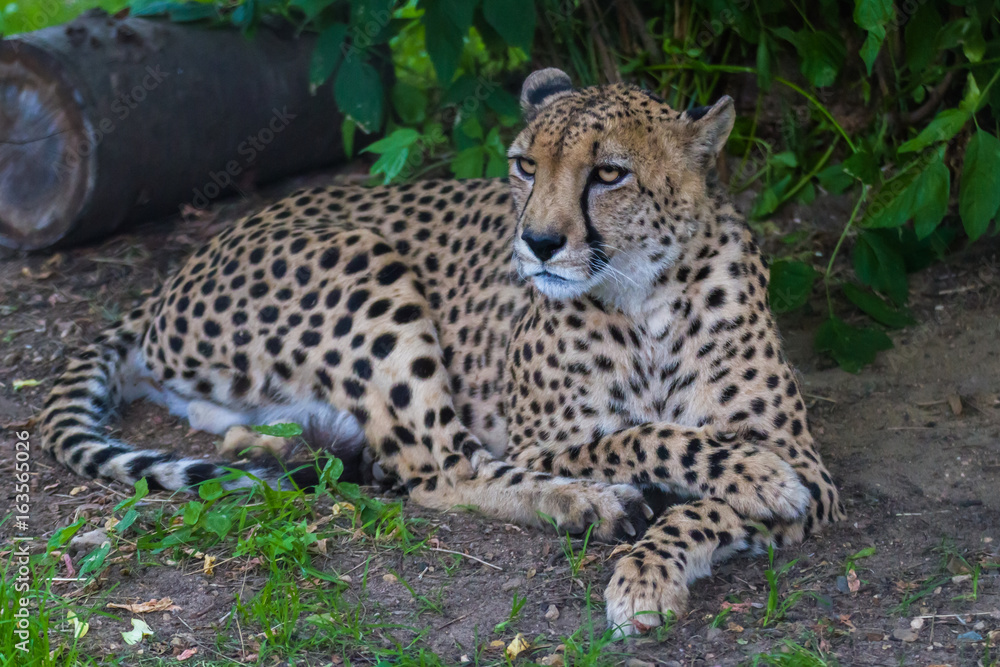 Cheetah rests and looks forward Cheetah rests and looks forward