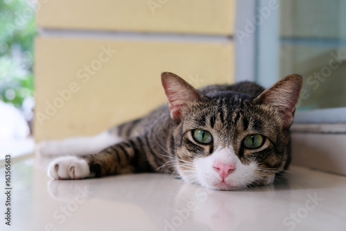 Cute cat is looking and siting on the floor