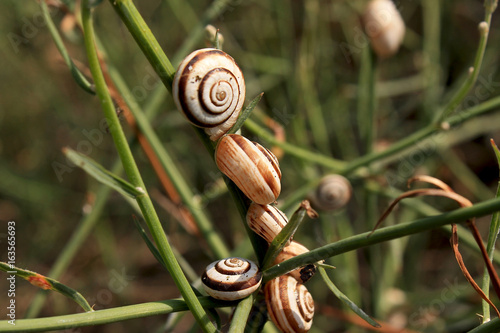 Snails in the grass