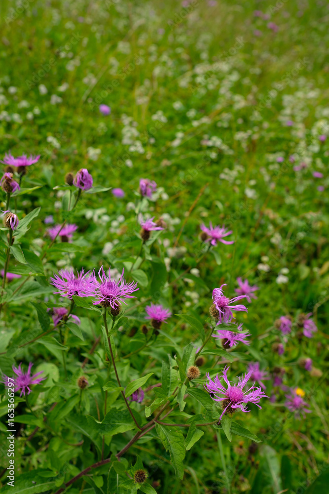 Blumenwiese im Allgäu mit Blüten der Flockenblume (Centaurea) Blumenwiese im Allgäu mit Blüten der Flockenblume (Centaurea)