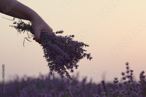 Gathering a bouquet of lavender. Girl hand holding a bouquet of fresh lavender in lavender field. Sun, sun haze, glare. Purple tinting photo