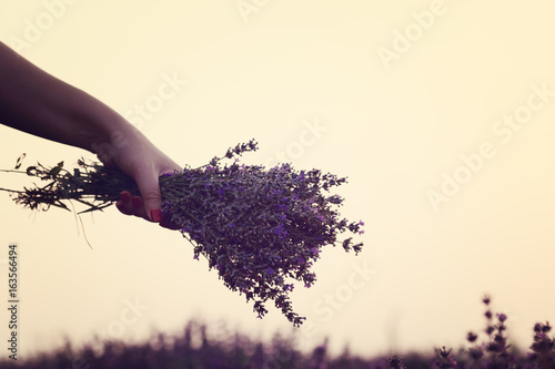 Fototapeta Naklejka Na Ścianę i Meble -  Gathering a bouquet of lavender. Girl hand holding a bouquet of fresh lavender in lavender field. Sun, sun haze, glare. Purple tinting