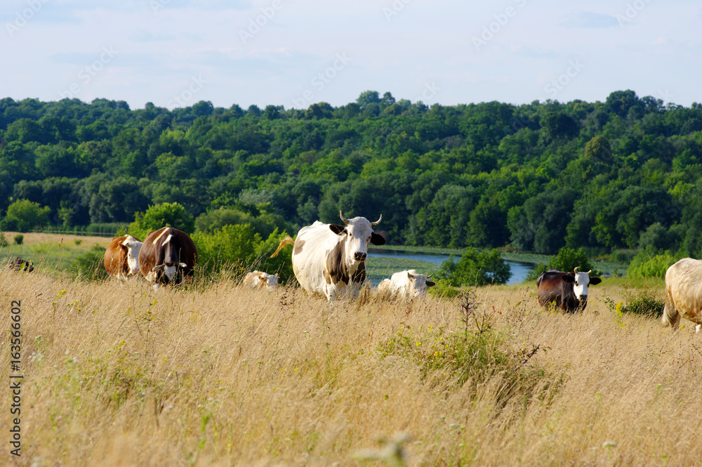 Obraz premium Cows grazing on a field