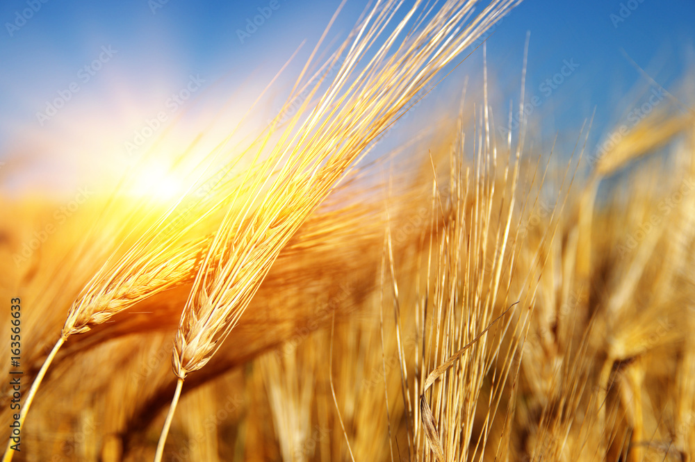 Golden wheat close up