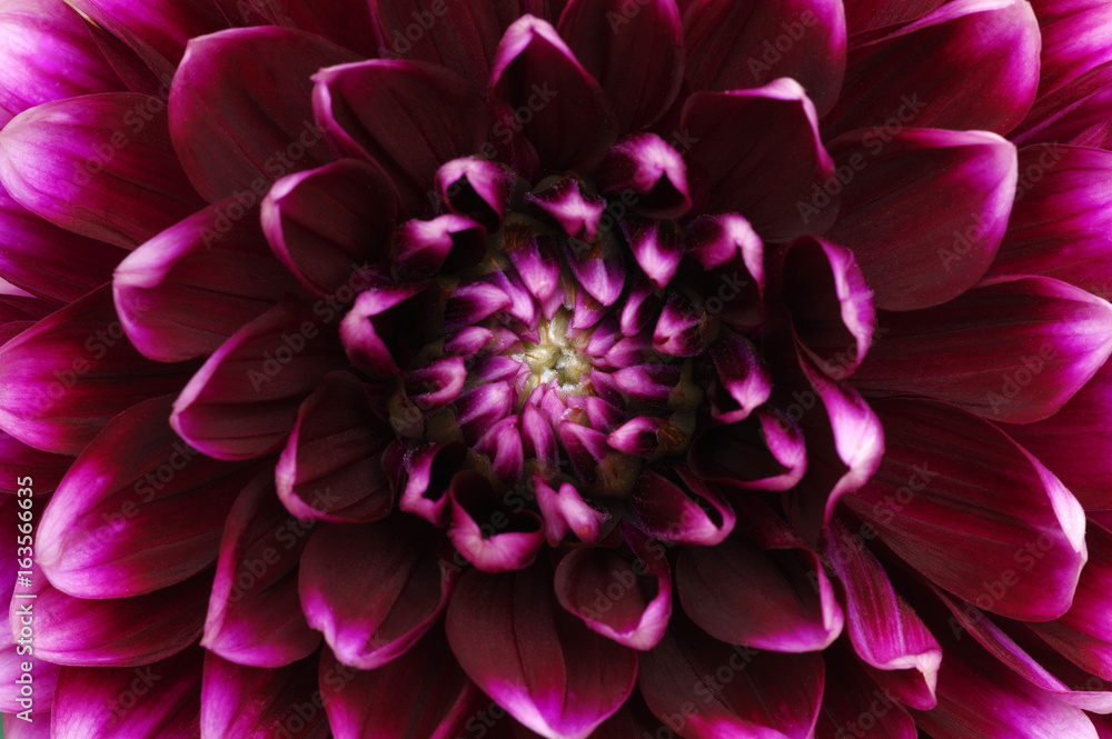 flower and beautiful petals flower and beautiful petals