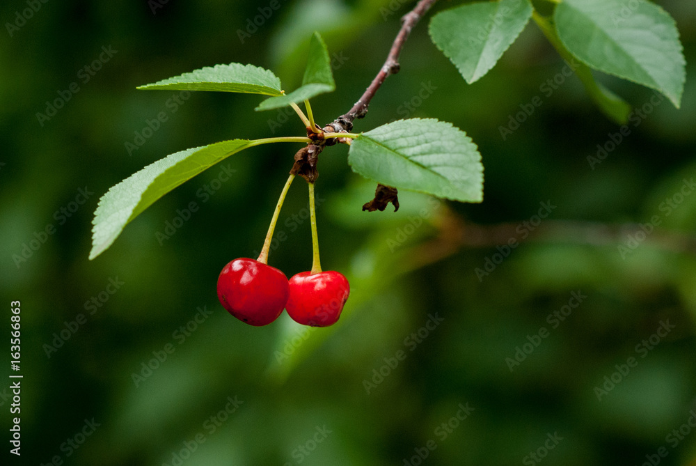 Obraz premium Cherries