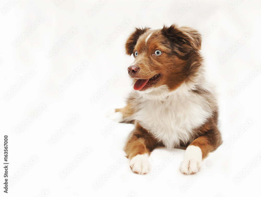 Aussie Puppy - obrazy, fototapety, plakaty 