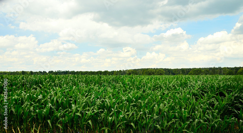 Pole i zielone rośliny na tle nieba