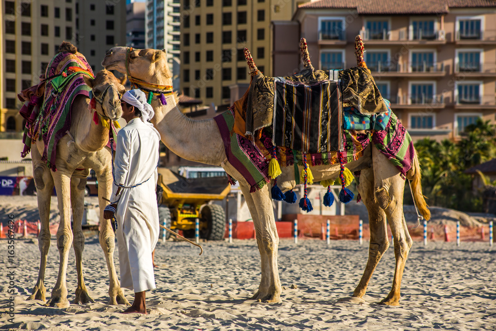 Naklejka premium Camel in Dubai