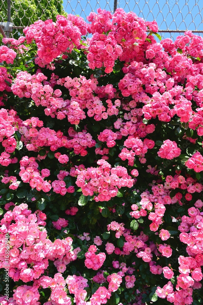 Naklejka premium フラワーガーデン