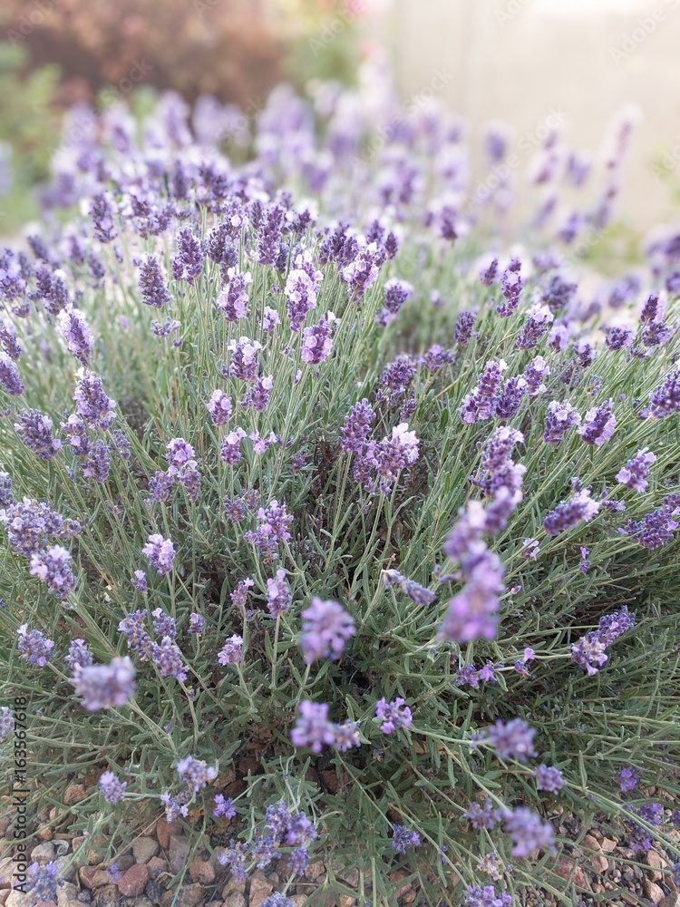 Obraz premium Morning Lavender