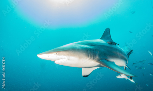 Blacktip sharks © Michael Bogner