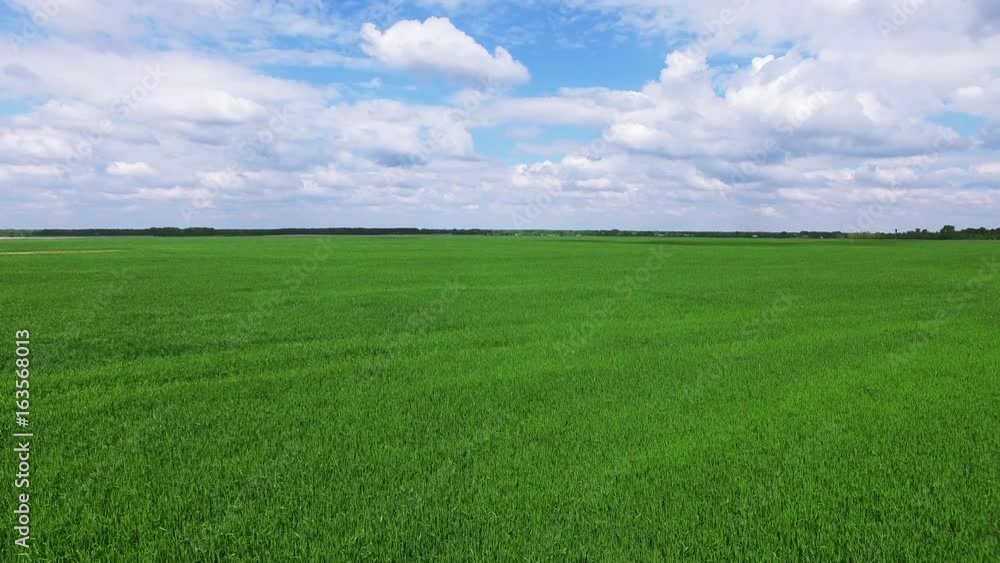 4K .Aerial. Fly over green agricultural field in beautiful summer day 4K .Aerial. Fly over green agricultural field in beautiful summer day