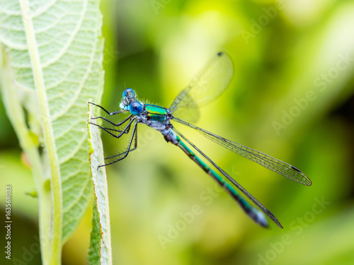 Blue Dragonfly Insect on Green Background