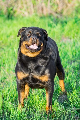 Rottweiler Dog in The Stand