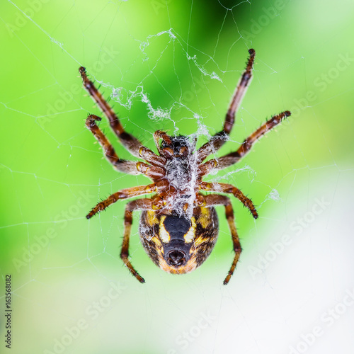 Spider Trap on Web Macro © nechaevkon