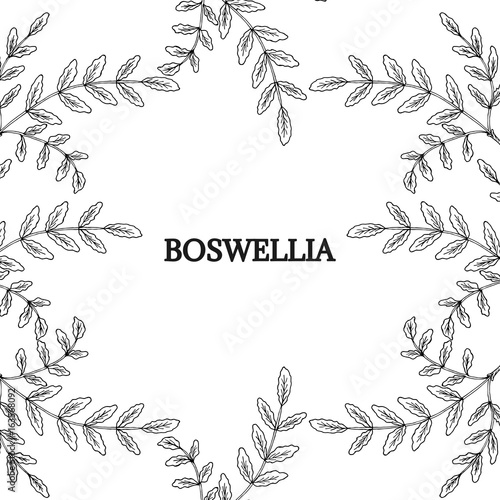 Boswellia, border