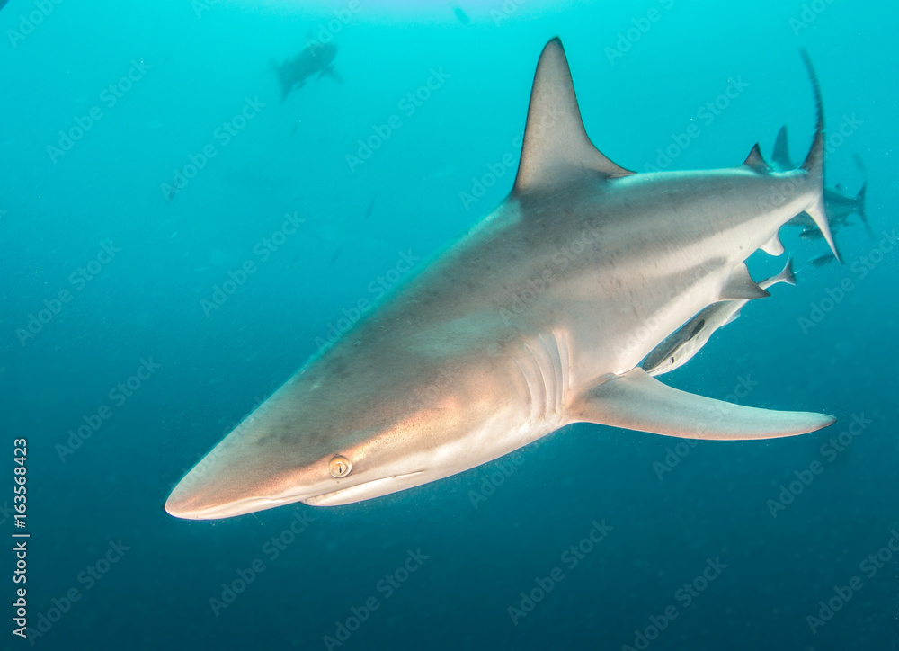 Blacktip sharks