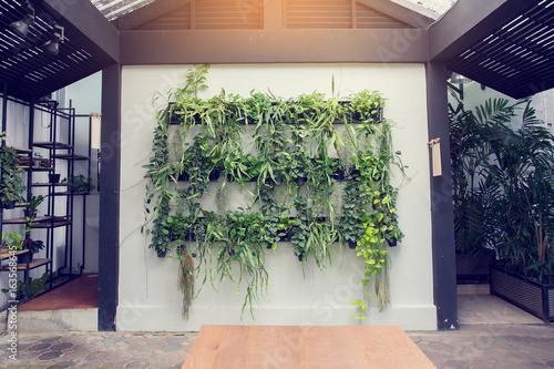 Organic vegetable and plant in the pots on the many black rack under the roof with sunshine background (vintage tone). photo