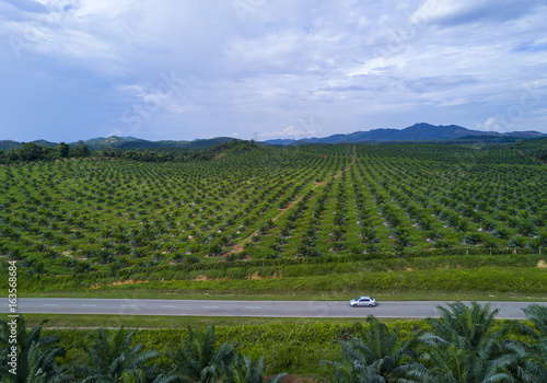 Fototapeta Naklejka Na Ścianę i Meble -  Arial view of oil palm plantation on east Asia