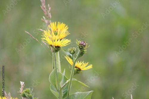 Yellow flowers of medicinal plant Elecampane (Inula helenium) or horse-heal in bloom. 