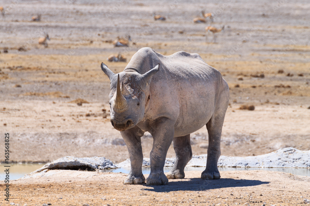 Obraz premium Rhino