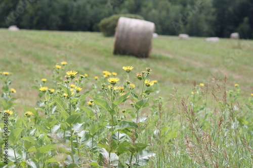 Yellow flowers of medicinal plant Elecampane (Inula helenium) or horse-heal in bloom.   photo