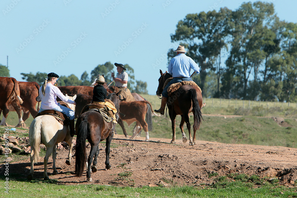 Fazenda de gado no Rio Grande do Sul