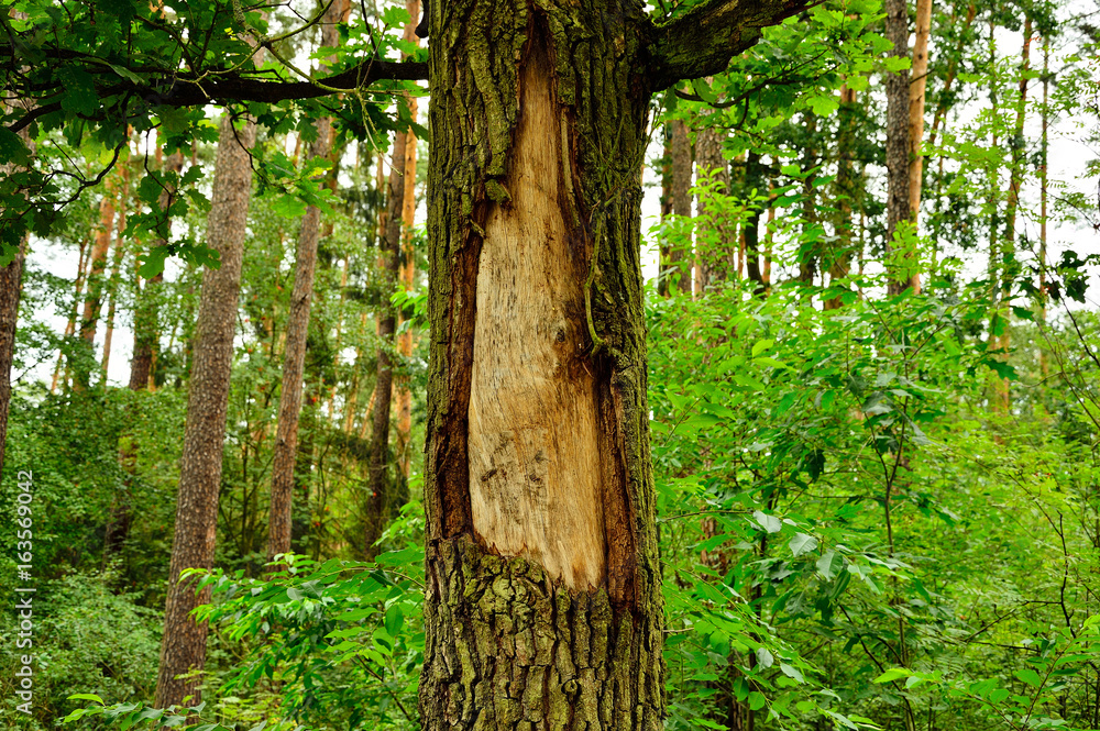 Obdarta kora na drzewie w lesie - obrazy, fototapety, plakaty 
