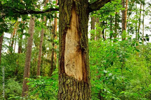 Obdarta kora na drzewie w lesie