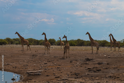Herd of giraffes