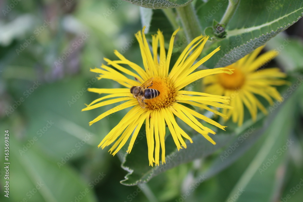 Bee gathering the pollen on the blossoming Inula high (Inula helenium) in organic garden Medicinal plants, herbs in the garden. Bee gathering the pollen on the blossoming Inula high (Inula helenium) in organic garden Medicinal plants, herbs in the garden.